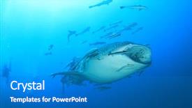  Presentation with whale - Slide set consisting of marine pilot - whale shark underwater accompanied background and a teal colored foreground