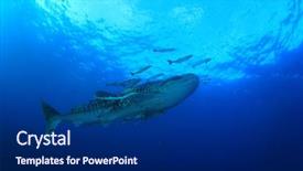  Presentation with shark - Amazing slide set having marine pilot - whale shark underwater accompanied backdrop and a navy blue colored foreground