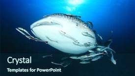  Presentation with whale - Presentation design consisting of marine pilot - whale shark underwater accompanied background and a navy blue colored foreground