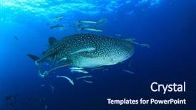  Presentation with whale - Beautiful PPT theme featuring marine pilot - whale shark underwater accompanied backdrop and a navy blue colored foreground