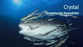  Presentation with whale - Audience pleasing PPT layouts consisting of marine pilot - whale shark underwater accompanied backdrop and a ocean colored foreground