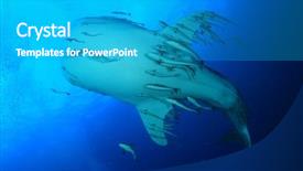 Presentation with shark - Slide deck featuring marine pilot - whale shark underwater accompanied background and a teal colored foreground