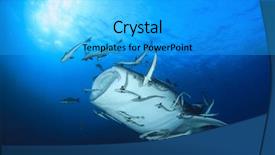  Presentation with whale - Cool new theme with marine pilot - whale shark underwater accompanied backdrop and a cyan colored foreground