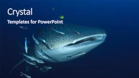  Presentation with whale - PPT layouts consisting of marine pilot - whale shark underwater with remora background and a dark gray colored foreground