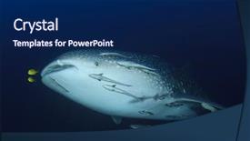  Presentation with whale - Theme having marine pilot - whale shark underwater with remora background and a navy blue colored foreground