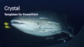  Presentation with whale - PPT theme having marine pilot - whale shark underwater with remora background and a  colored foreground