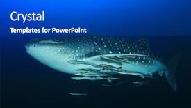  Presentation with whale - Slides consisting of marine pilot - whale shark whaleshark background and a dark gray colored foreground