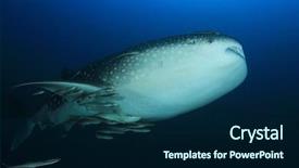  Presentation with whale - Beautiful presentation theme featuring marine pilot - whale shark whaleshark backdrop and a navy blue colored foreground