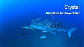  Presentation with shark - Beautiful presentation theme featuring marine pilot - whale shark backdrop and a gray colored foreground