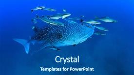  Presentation with whale - Presentation theme having marine pilot - whale shark background and a ocean colored foreground