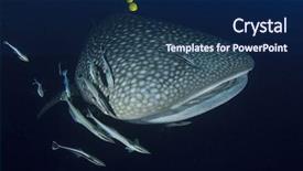  Presentation with whale - PPT layouts having marine pilot - whale shark background and a navy blue colored foreground