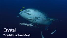  Presentation with whale - PPT theme enhanced with marine pilot - whale shark background and a  colored foreground
