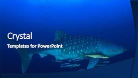  Presentation with whale - Cool new PPT theme with marine pilot - whale shark backdrop and a ocean colored foreground