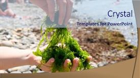  Presentation with seaweed - Presentation theme with marine plant - close-up shot of edible seaweed background and a sky blue colored foreground