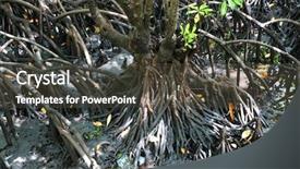  Presentation with zanzibar - Colorful presentation enhanced with marine plant - scene with mangrove forest backdrop and a dark gray colored foreground