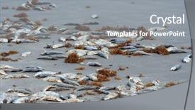  Presentation with fish beach - Beautiful presentation theme featuring marine pollution - lot of dead fish backdrop and a gray colored foreground