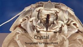  Presentation with marine - Colorful PPT theme enhanced with marine science - giant isopod bathynomus giganteus viewed backdrop and a coral colored foreground