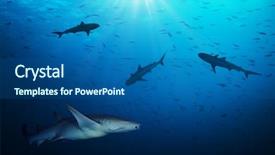  Presentation with sharks - PPT theme having marine science - group of sharks hunting smalls background and a ocean colored foreground