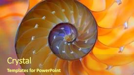  Presentation with shell - Colorful PPT layouts enhanced with marine science - nautilus shell section as background backdrop and a tawny brown colored foreground