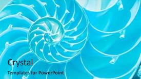 Presentation with shell - Audience pleasing slide set consisting of marine science - nautilus shell section backdrop and a cyan colored foreground