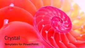  Presentation with shell - Colorful PPT layouts enhanced with marine science - nautilus shell section backdrop and a red colored foreground
