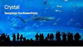  Presentation with marine - Slide set with marine science - okinawa aquarium background and a teal colored foreground