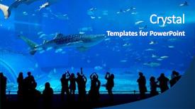  Presentation with marine - Colorful theme enhanced with marine science - okinawa aquarium backdrop and a teal colored foreground