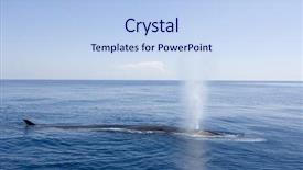  Presentation with marine - Cool new presentation theme with marine science - sperm whale blowing at sea backdrop and a light blue colored foreground