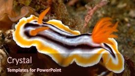  Presentation with snail - Presentation design with marine-snail-known background and a wine colored foreground