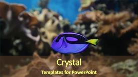  Presentation with marine - PPT layouts enhanced with marine sponge - aquarium background and a tawny brown colored foreground