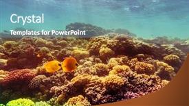  Presentation with sea coral - Audience pleasing theme consisting of marine sponge - coral and fish backdrop and a teal colored foreground