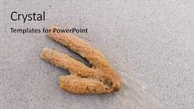  Presentation with sand - Slides with marine sponge - detail of sea plant background and a light gray colored foreground