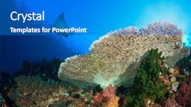  Presentation with history in indonesia - PPT theme consisting of marine sponge - eagle ray swims over coral background and a gray colored foreground