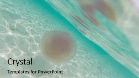  Presentation with jellyfish - Beautiful slide deck featuring marine sponge - jellyfish in andaman sea backdrop and a light gray colored foreground