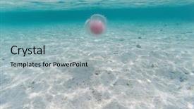  Presentation with jellyfish - PPT theme with marine sponge - jellyfish in andaman sea background and a light blue colored foreground