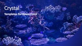  Presentation with tropical reef fish - PPT theme with marine sponge - photo of a tropical fish background and a navy blue colored foreground