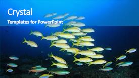  Presentation with electric yellow fish - Amazing PPT layouts having marine sponge - school of yellowfin goatfish yellow backdrop and a teal colored foreground