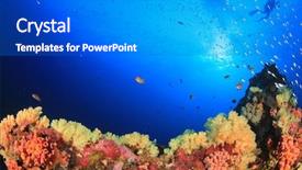  Presentation with coral reef - Colorful presentation theme enhanced with marine sponge - scuba diver swims over coral backdrop and a gray colored foreground