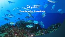 Presentation with fish ocean - Cool new presentation theme with marine sponge - underwater coral reef and fish backdrop and a cobalt blue colored foreground