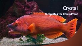  Presentation with marine iot - Presentation design enhanced with mariner - barred hogfish bodianus scrofa marine background and a wine colored foreground