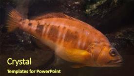  Presentation with marine propeller - Presentation theme featuring mariner - black-tail comber serranus atricauda marine background and a wine colored foreground