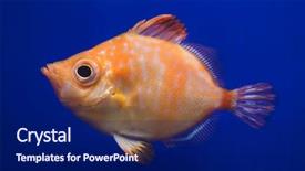  Presentation with marine elevators - PPT theme consisting of mariner - boarfish capros aper marine fish background and a navy blue colored foreground