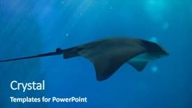  Presentation with eagle - Presentation theme enhanced with common eagle ray myliobatis aquila background and a gray colored foreground