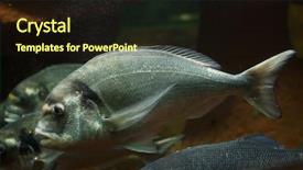  Presentation with marine - PPT theme having common two-banded seabream diplodus background and a wine colored foreground