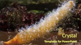  Presentation with pen - Presentation design featuring mariner - finger shaped sea pen veretillum background and a tawny brown colored foreground