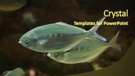  Presentation with marine - Colorful presentation theme enhanced with mariner - pompano trachinotus ovatus marine fish backdrop and a wine colored foreground