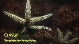  Presentation with marine alga - Audience pleasing presentation consisting of mariner - spiny starfish marthasterias glacialis marine backdrop and a wine colored foreground