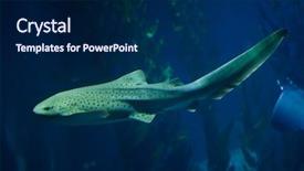  Presentation with marine - Amazing presentation having mariner - zebra shark stegostoma fasciatum marine backdrop and a navy blue colored foreground