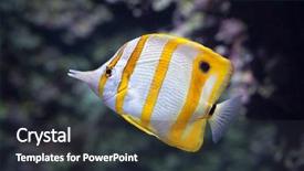  Presentation with marine - Amazing slides having mariposas - copperband butterflyfish chelmon rostratus marine backdrop and a dark gray colored foreground