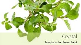  Presentation with herb - Amazing presentation theme having marjoram herb origanum majorana isolated backdrop and a yellow colored foreground
